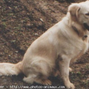 Photo de Golden retriever