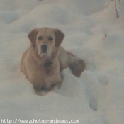 Photo de Golden retriever