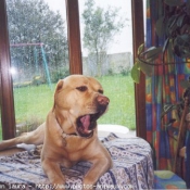 Photo de Labrador retriever