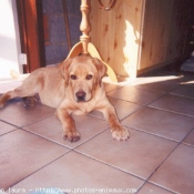 Photo de Labrador retriever