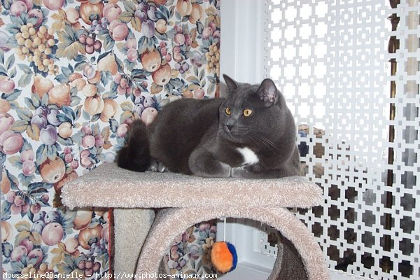 Photo de Chartreux