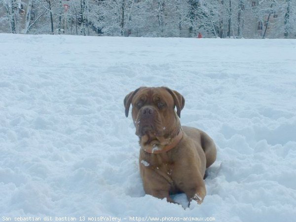 Photo de Dogue de bordeaux