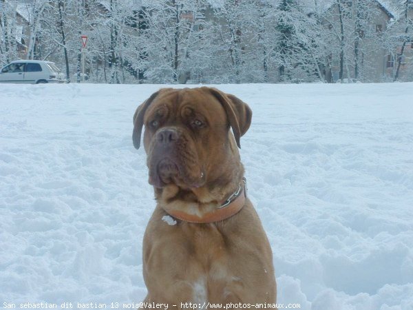 Photo de Dogue de bordeaux