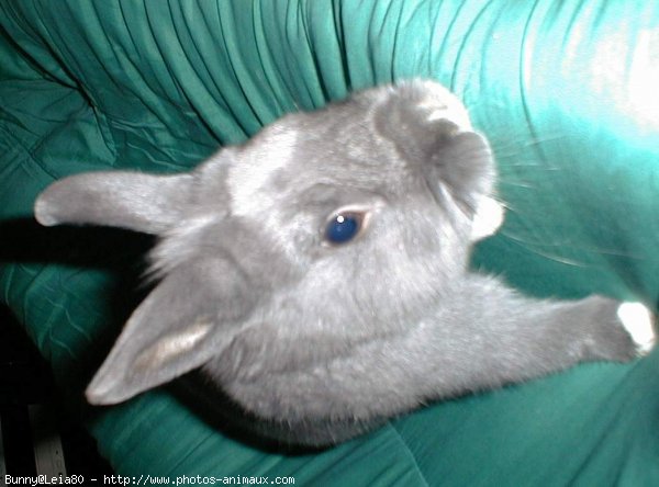 Photo de Lapin