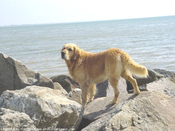 Photo de Golden retriever