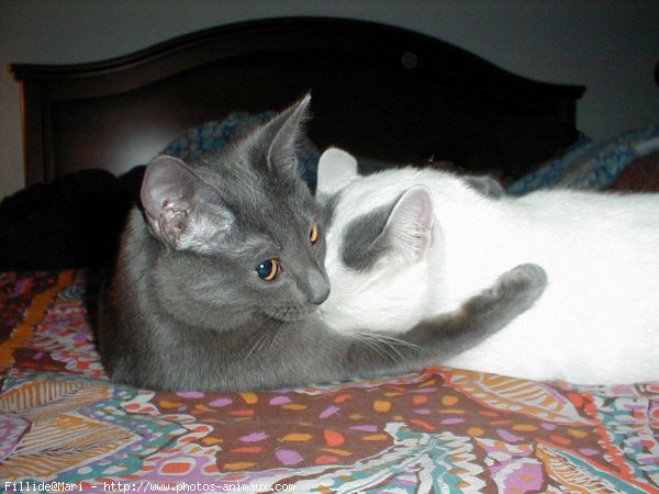 Photo de Chartreux