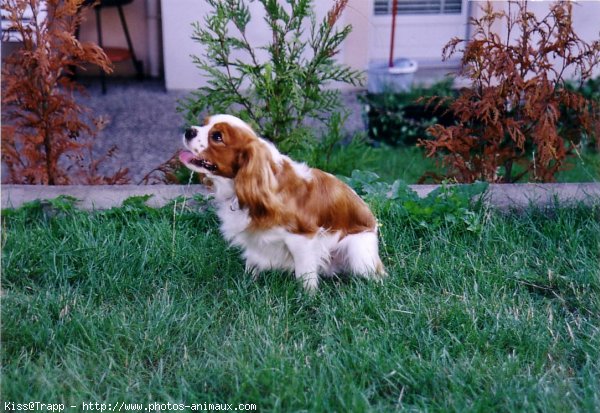 Photo de Cavalier king charles spaniel