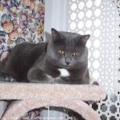 Photo de Chartreux