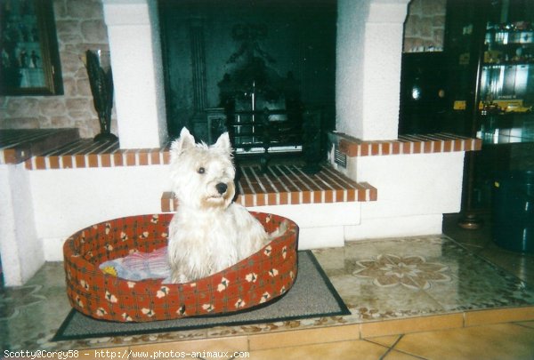 Photo de West highland white terrier