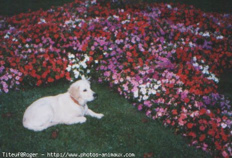 Photo de Golden retriever