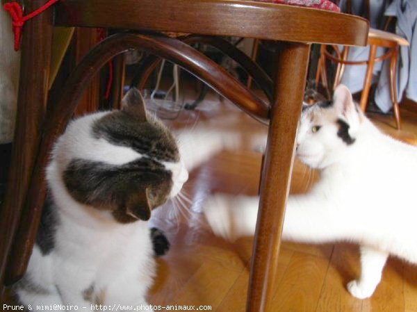 Photo de Chat domestique