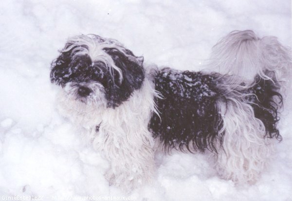 Photo de Lhassa apso