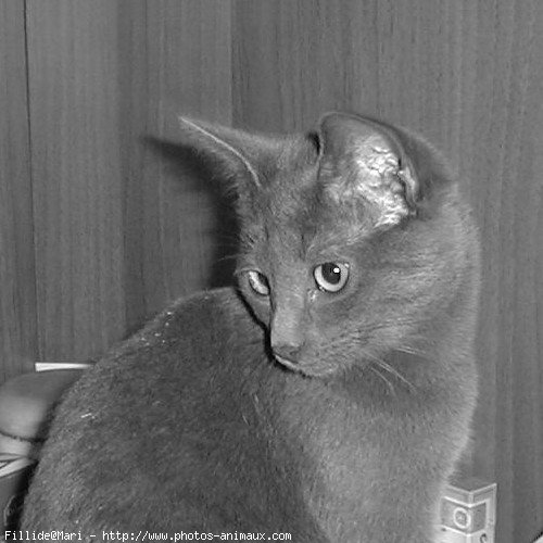 Photo de Chartreux