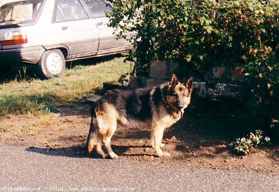 Photo de Berger allemand  poil court