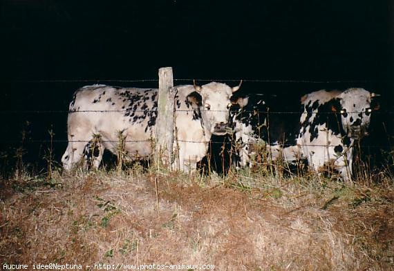 Photo de Vache