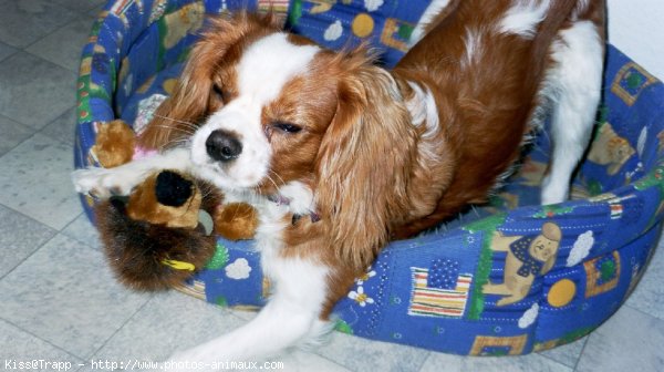 Photo de Cavalier king charles spaniel