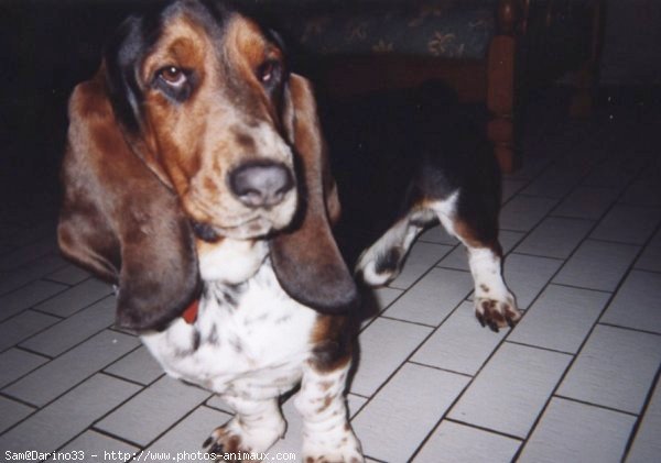 Photo de Basset hound