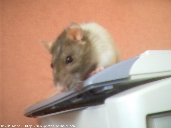 Photo de Rat