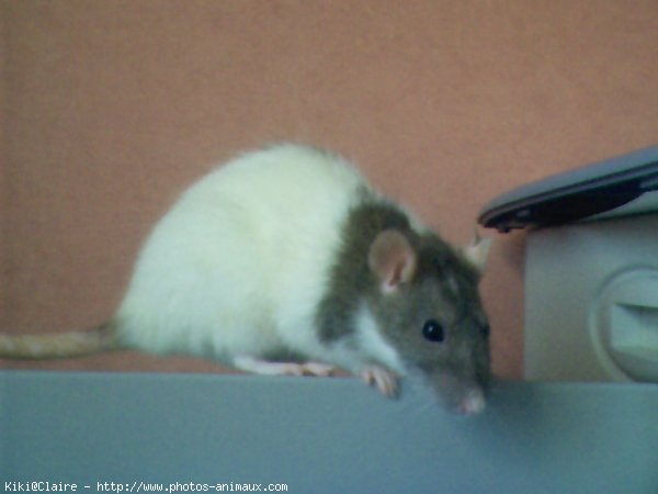 Photo de Rat