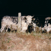 Photo de Vache