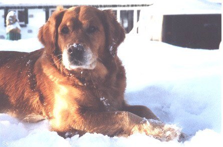 Photo de Golden retriever