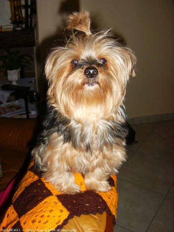 Photo de Yorkshire terrier