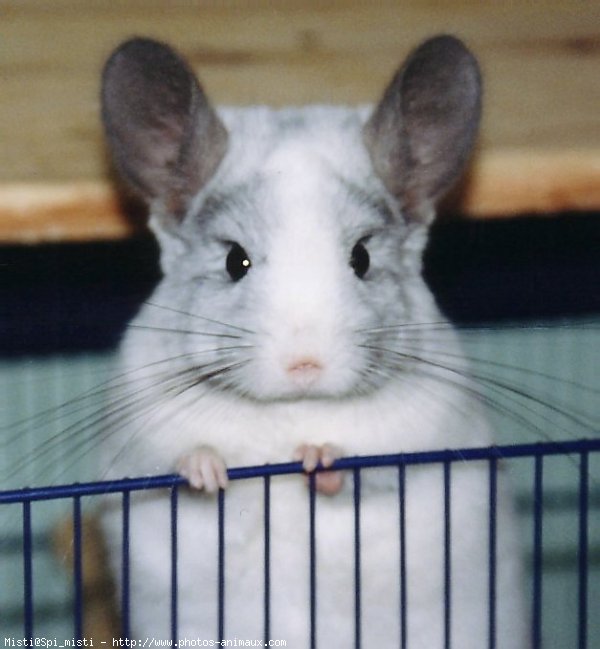 Photo de Chinchilla