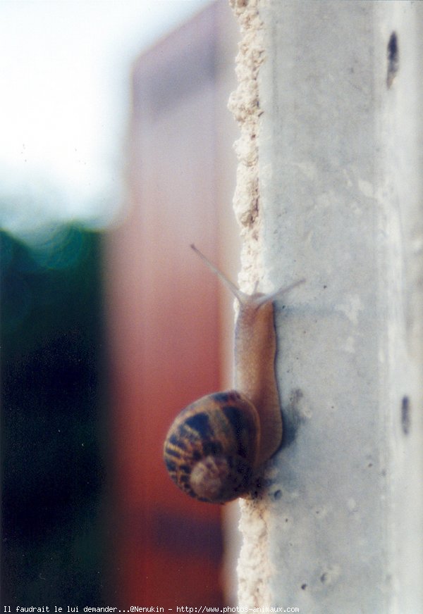 Photo d'Escargot