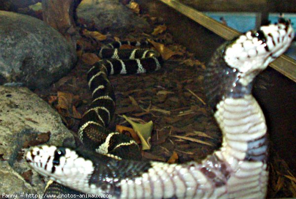 Photo de Serpent