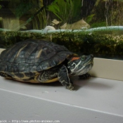 Photo de Tortue