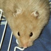 Photo de Hamster