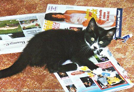 Photo de Chat domestique