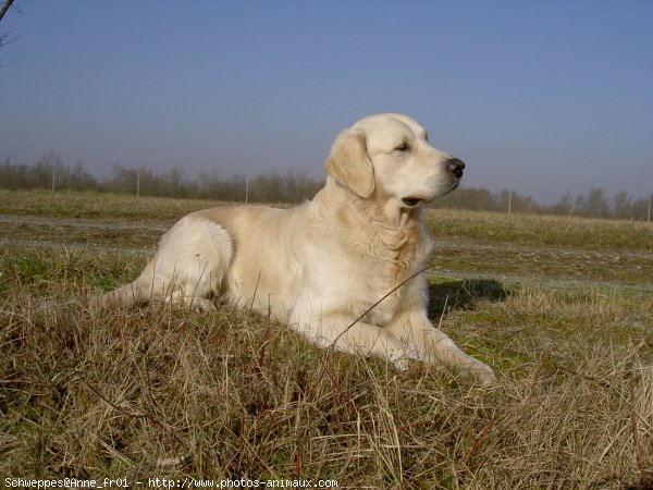 Photo de Golden retriever