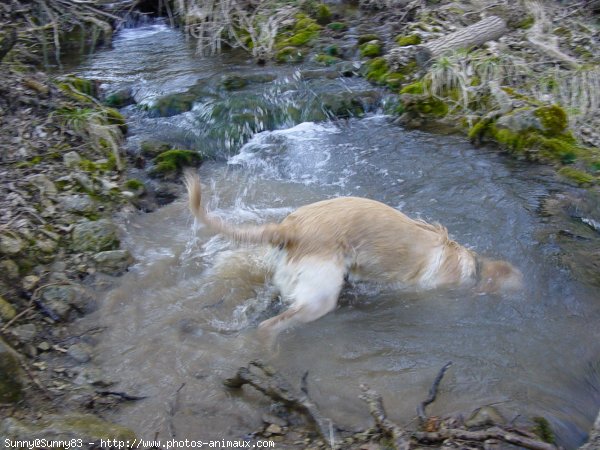 Photo de Golden retriever