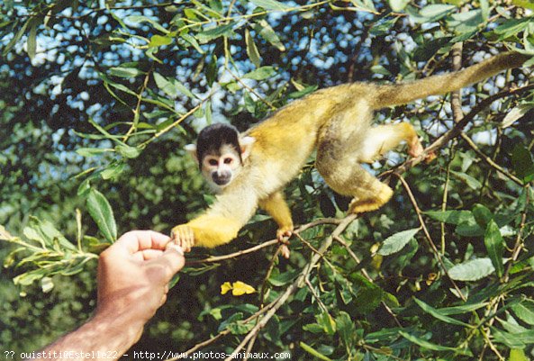 Photo de Singe