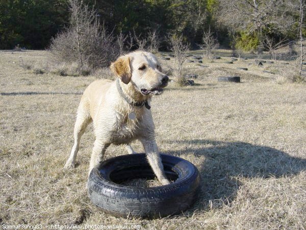 Photo de Golden retriever