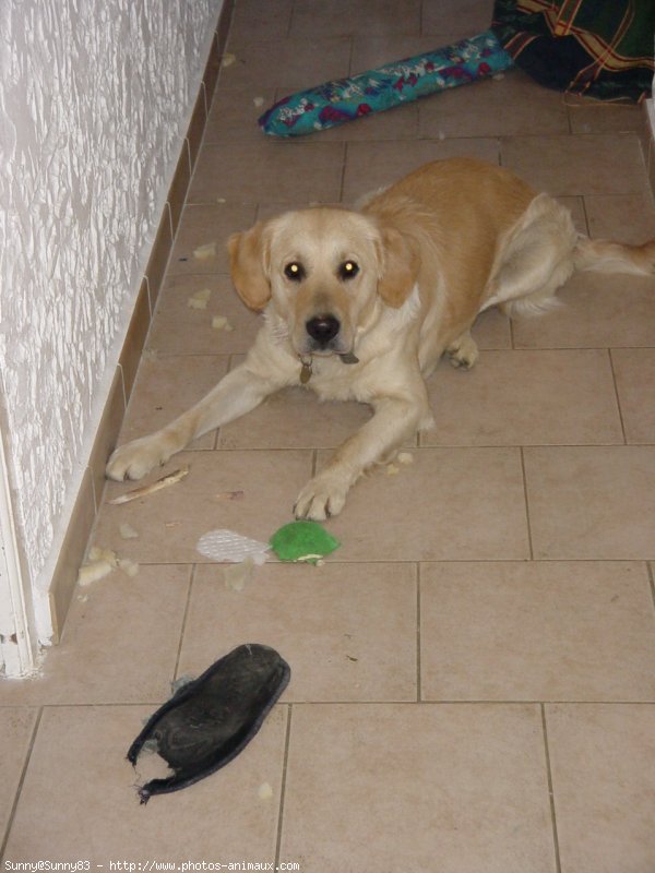 Photo de Golden retriever