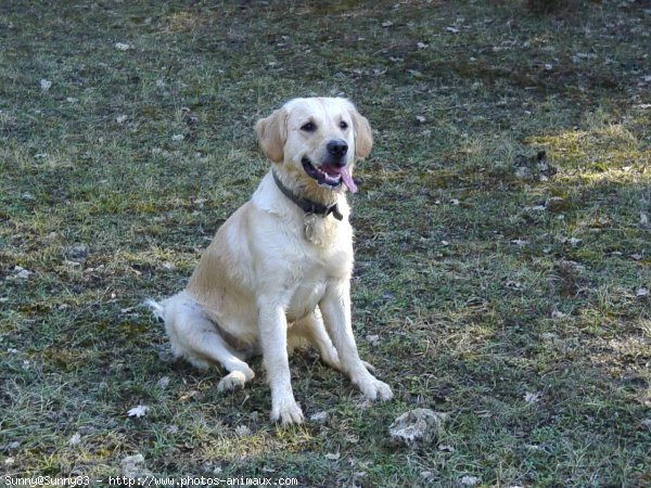 Photo de Golden retriever