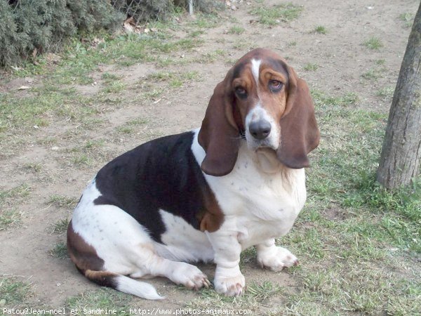 Photo de Basset hound