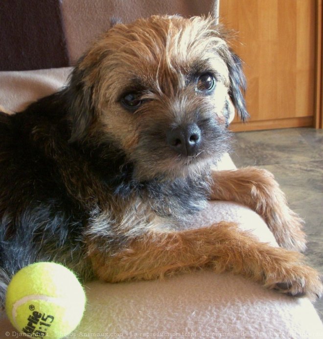 Photo de Border terrier