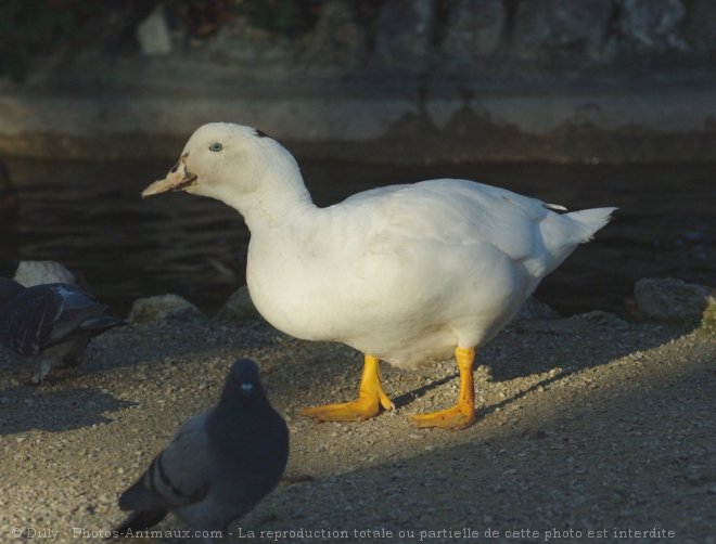 Photo de Canard