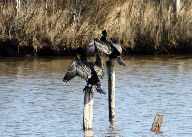 Photo de Cormorans hupps