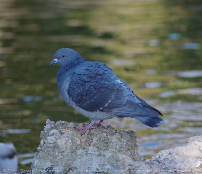 Photo de Pigeon