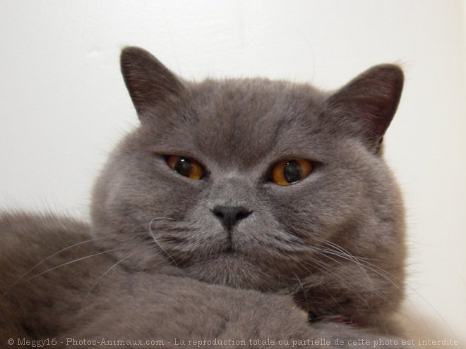 Photo de British shorthair