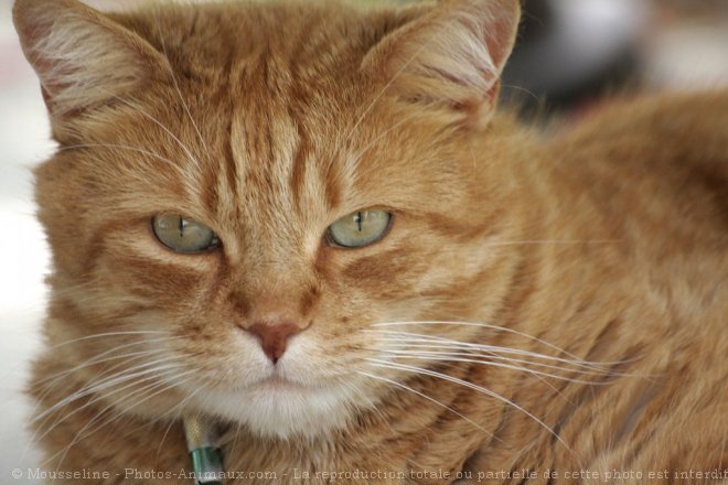 Photo de Chat domestique