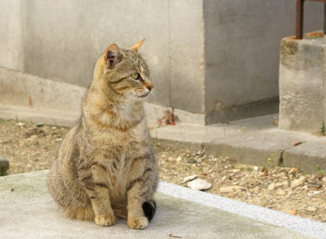 Photo de Chat domestique