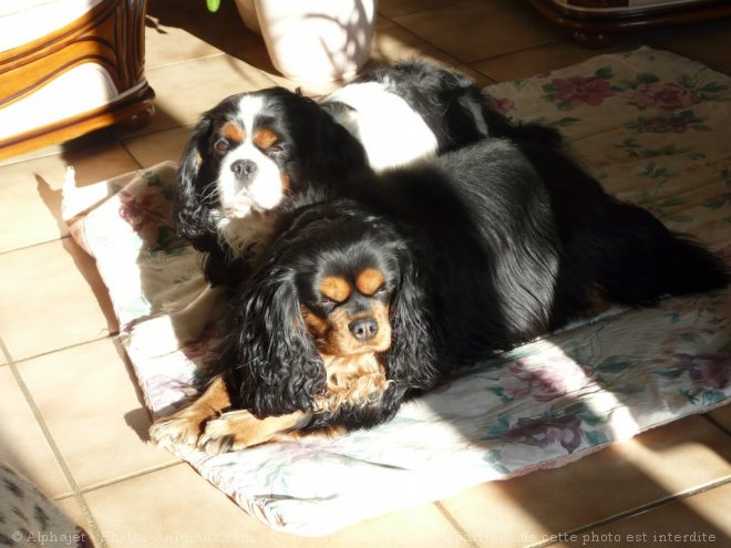 Photo de Cavalier king charles spaniel