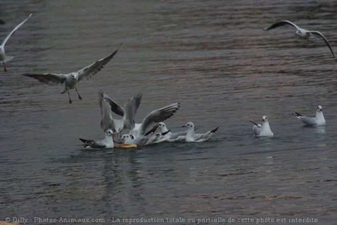 Photo de Mouette