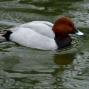 Photo de Canard - fuligule milouin