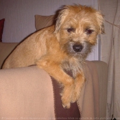 Photo de Border terrier